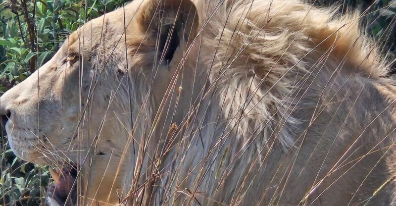 Safari at Lion and Rhino Park / Lesedi Culture Village - Key Points