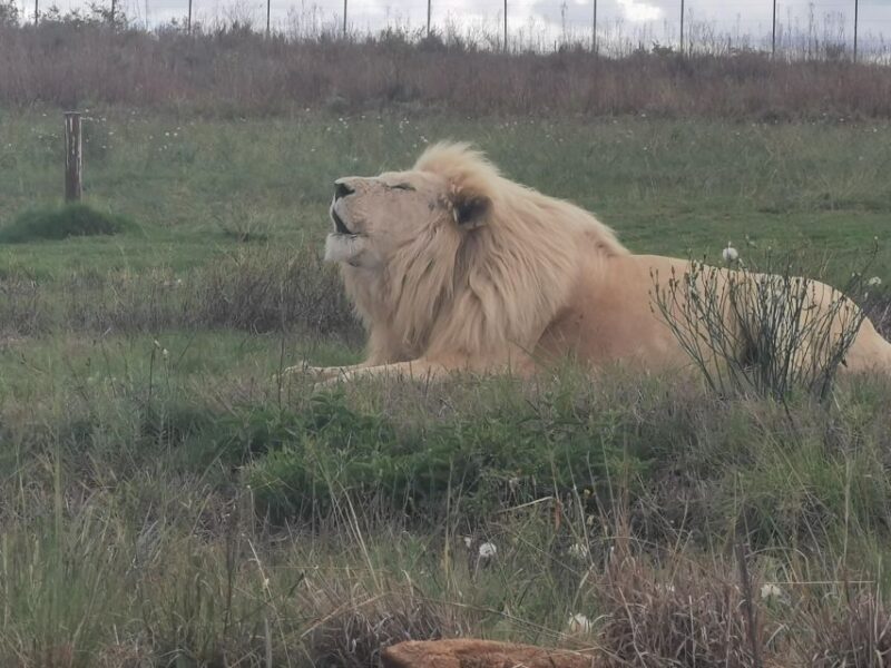 Safari at Lion and Rhino Park / Lesedi Culture Village - Safari Experience
