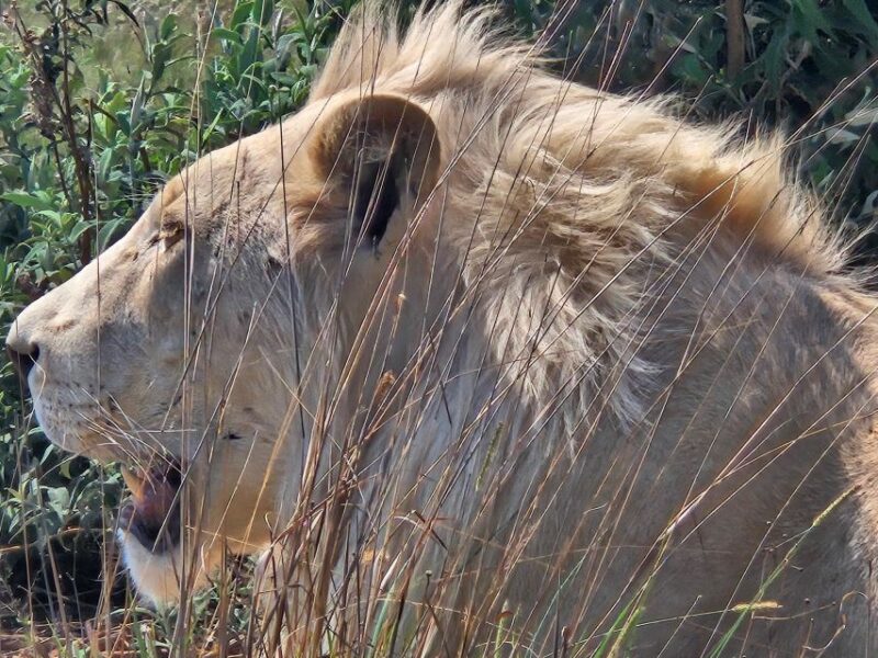 Safari at Lion and Rhino Park / Lesedi Culture Village - Lesedi Culture Village