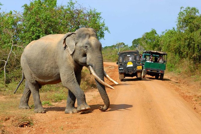 Safari at Udawalawe National Park - Wildlife Viewing Opportunities
