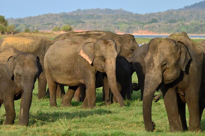 Safari at Udawalawe National Park - Transportation and Pickup Options