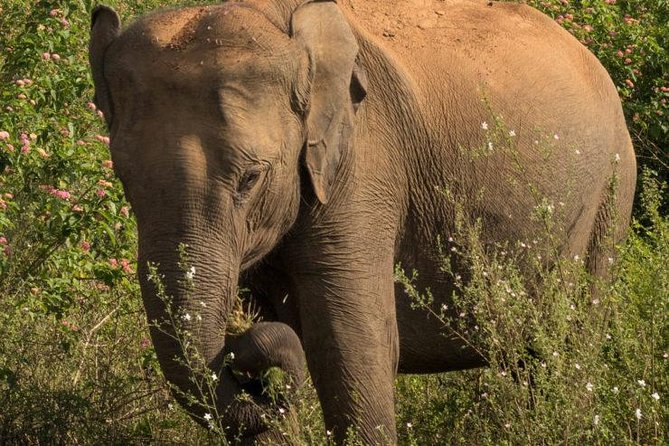 Safari at Udawalawe National Park - Booking and Cancellation Policy