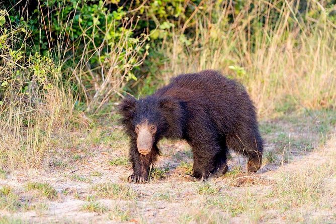 Safari at Wilpattu National Park From Negombo (All Inclusive Day Tour) - Inclusions