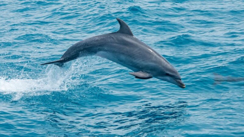Safari & Boat Tour-Mountains & Dolphins - Inclusions and Exclusions