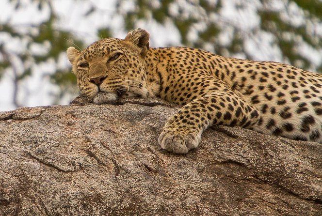 Safari & Culture - Itinerary and Activities