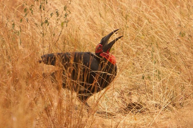 Safari & Culture - Traveler Reviews and Testimonials