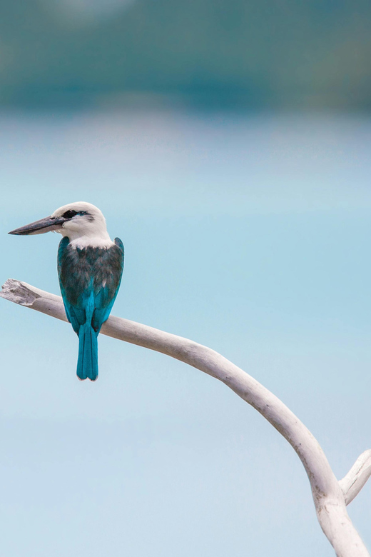 Safari Delight: a Guided Game Drive With a Twist - Key Points