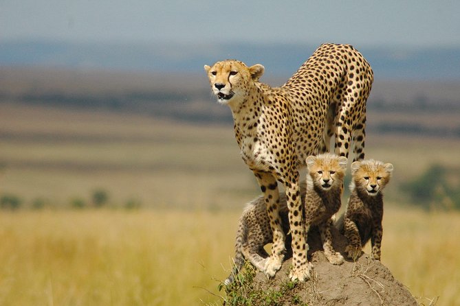 Safari Experience at Rhino & Lion Park - Pickup and Transportation