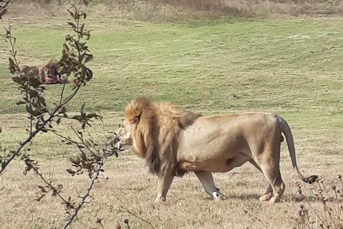 Safari Experience at Rhino & Lion Park - Accessibility Features