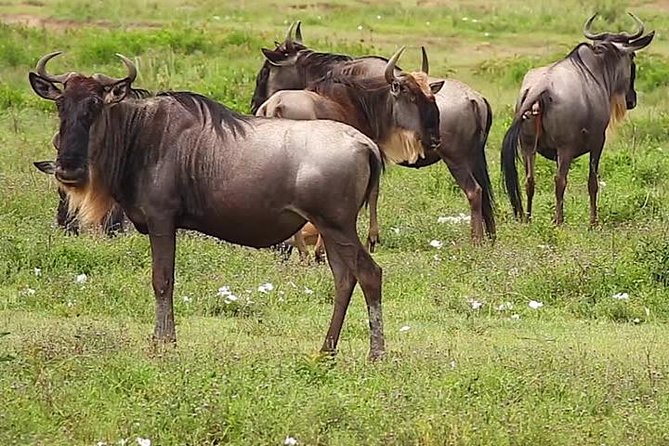 Safari Experience at Rhino & Lion Park - Visitor Experiences