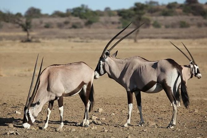 Safari Experience at Rhino & Lion Park - Tips for a Great Visit
