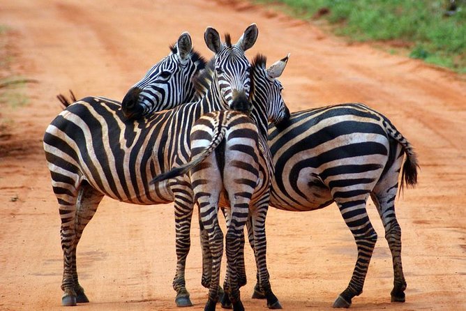 Safari Experience at Rhino & Lion Park - Booking Your Stay