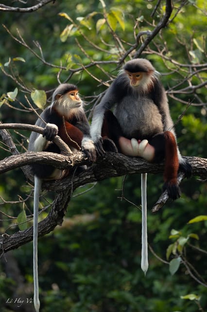 Safari - Finding the Most Endangered Monkey in the World - Key Points