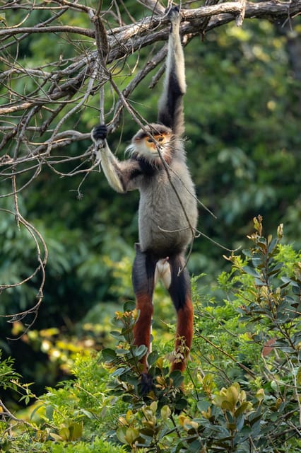 Safari - Finding the Most Endangered Monkey in the World - Booking Details