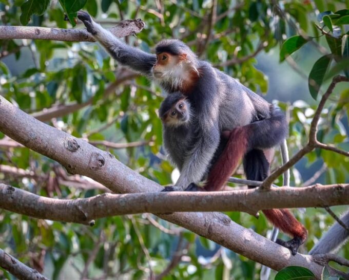 Safari - Finding the Most Endangered Monkey in the World - Frequently Asked Questions