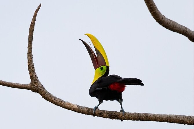 Safari Float and Wild Life Experience in Arenal - Overview of the Experience