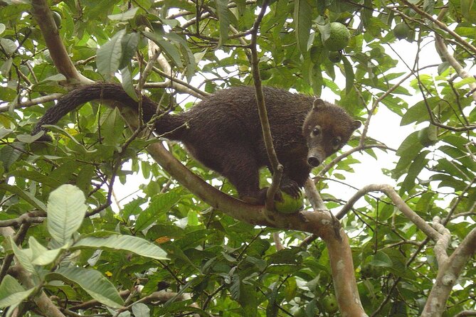 Safari Float on Corobicí River Incl. Lunch - Spotting Wildlife Along the River