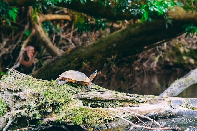 Safari Float Sarapiqui River From San Jose - Spotting Wildlife Along the River