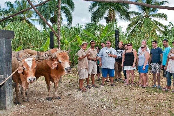 Safari Full Day Outdoor Adventure in Punta Cana - Lunch and Refreshments Included