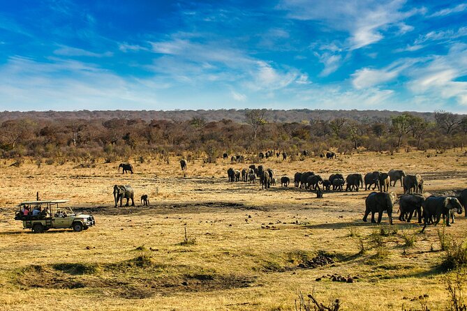 Safari Game Drive in the Savannah With Hotel Pickup 3 Times Daily - Tour Overview