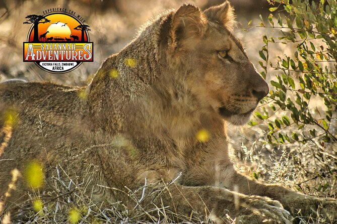 Safari Game Drive in the Savannah With Hotel Pickup 3 Times Daily - Traveler Requirements