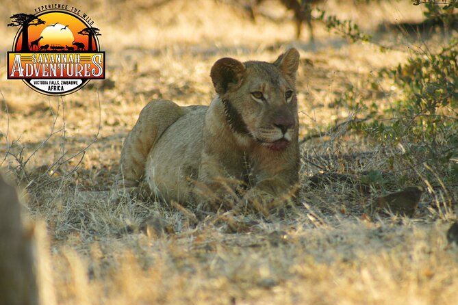 Safari Game Drive in the Savannah With Hotel Pickup 3 Times Daily - Reviews and Ratings