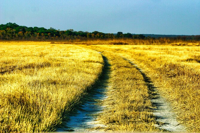 Safari Game Drive in the Savannah With Hotel Pickup 3 Times Daily - Safari Experience