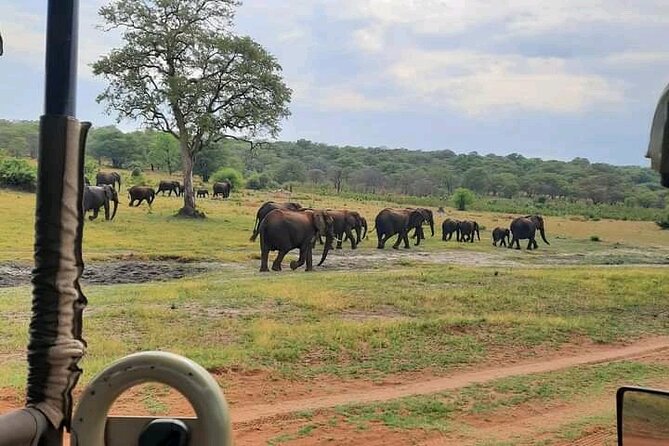 Safari Game Drive in Zambezi National Park - Inclusions and Exclusions
