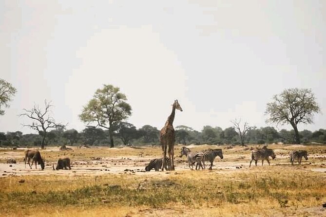 Safari Game Drive in Zambezi National Park - Pickup and Confirmation Details
