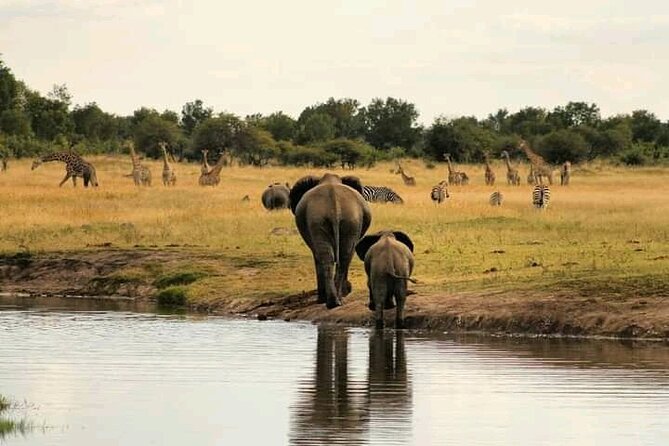 Safari Game Drive in Zambezi National Park - Accessibility and Transportation