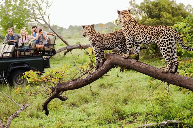 Safari Game Drive & Walk With the Lions Experiences - Exploring Lesedi Cultural Village