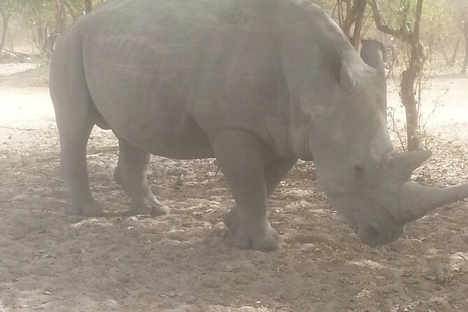 Safari Game Park - Key Points
