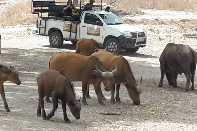 Safari Game Park - Participant Guidelines