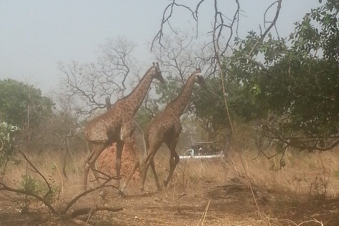 Safari Game Park - Pricing and Reviews
