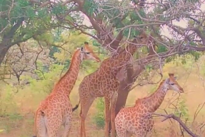 Safari Game Park - Safari Experience