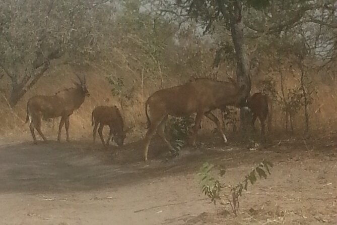 Safari Game Park - Reasons to Visit