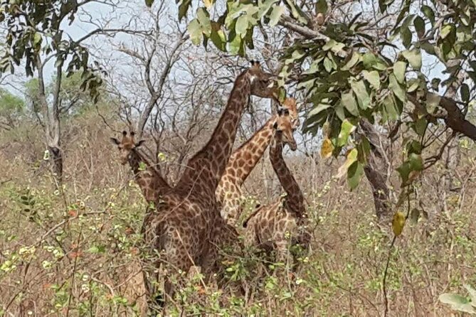 Safari Game Park - Preparing for the Tour