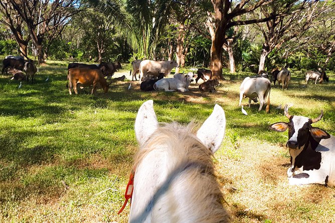 Safari Horse Riding Tour - Key Points
