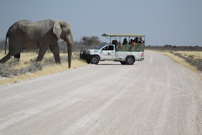 Safari in Etosha National Park With Professional Tour Guides Born in Etosha. - Spotting the Big Four