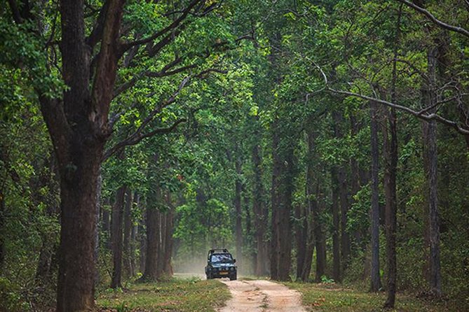Safari In Jhalana Leopard Conservation Reserve, Jaipur - Inclusions and Pricing