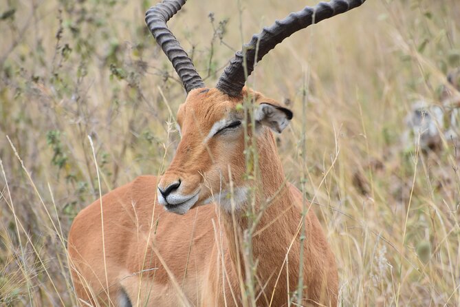 Safari in Nairobi Kenya National Park Half Day Tour - Meeting and Pickup Details