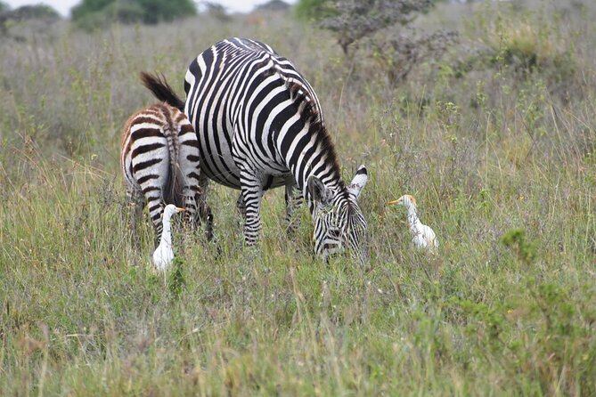 Safari in Nairobi Kenya National Park Half Day Tour - Additional Important Information
