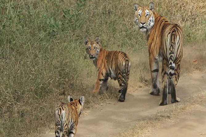 Safari in Pench National Park - Itinerary and Highlights