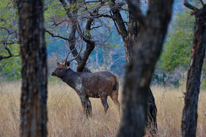 Safari in Pench National Park - Guest Reviews and Ratings