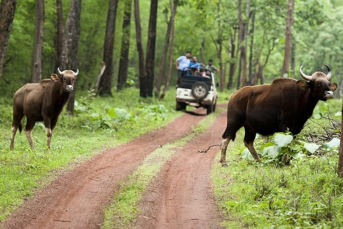 Safari in Tadoba National Park: Wilderness Roar From Nagpur - Diverse Wildlife