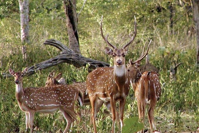 Safari in Tadoba National Park: Wilderness Roar From Nagpur - Iconic Species Spotting