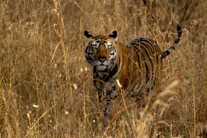 Safari in Tadoba National Park: Wilderness Roar From Nagpur - Exclusions and Costs