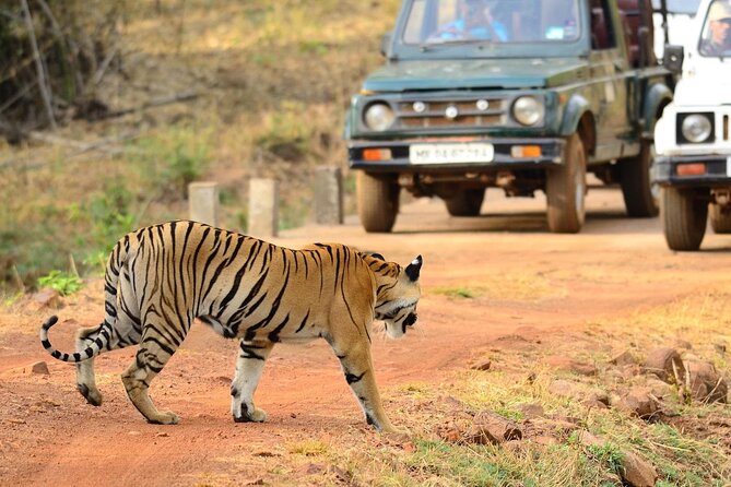 Safari in Tadoba National Park: Wilderness Roar From Nagpur - Iconic Species Spotting