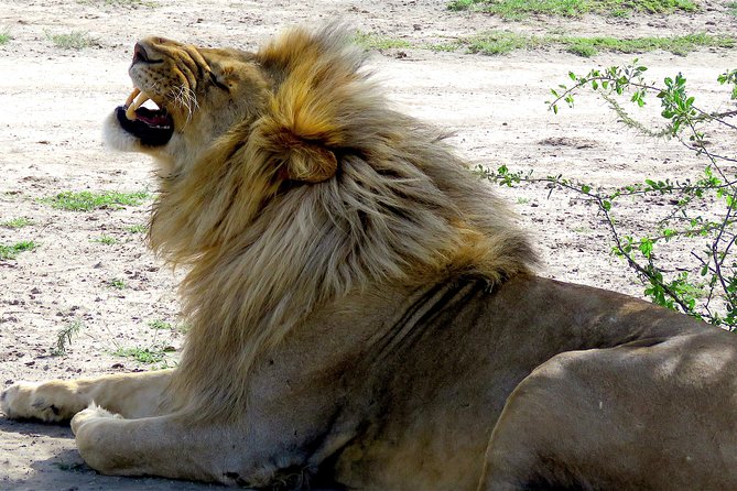 Safari in Tanzania 5 Days: Manyara, Ngorongoro, Serengeti - Destinations Explored