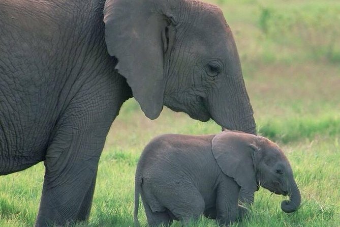 Safari in Tanzania 5 Days: Manyara, Ngorongoro, Serengeti - Included in the Package